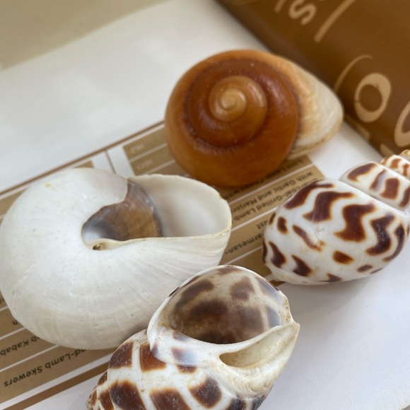 4 PCS Hermit Crab Shells Growth Seashell Large Conch Opening Size 0.8''-1.2'' fo - Picture 6 of 7